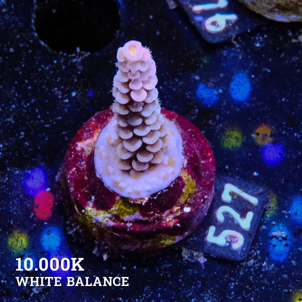 Acropora Tenuis 'Rainbow'