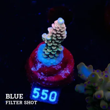 Acropora Tenuis 'Rainbow' (arc-en-ciel)