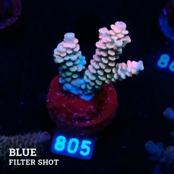 Acropora Tenuis 'Rainbow' (arc-en-ciel)