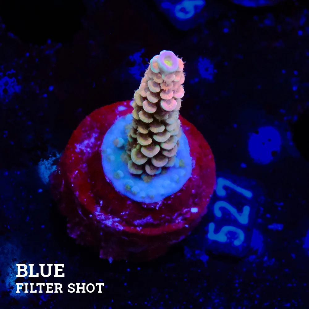 Acropora Tenuis 'Rainbow'