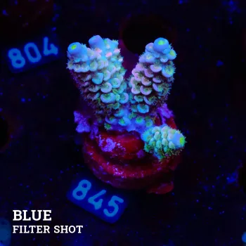 Acropora Tenuis 'Rainbow'