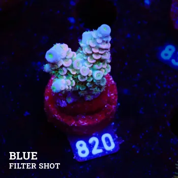 Acropora Tenuis 'Rainbow'