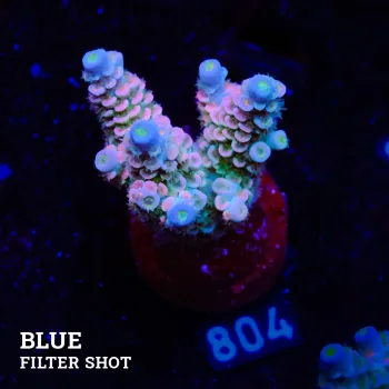 Acropora Tenuis 'Rainbow'