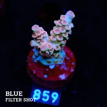 Acropora Tenuis 'Reddish'