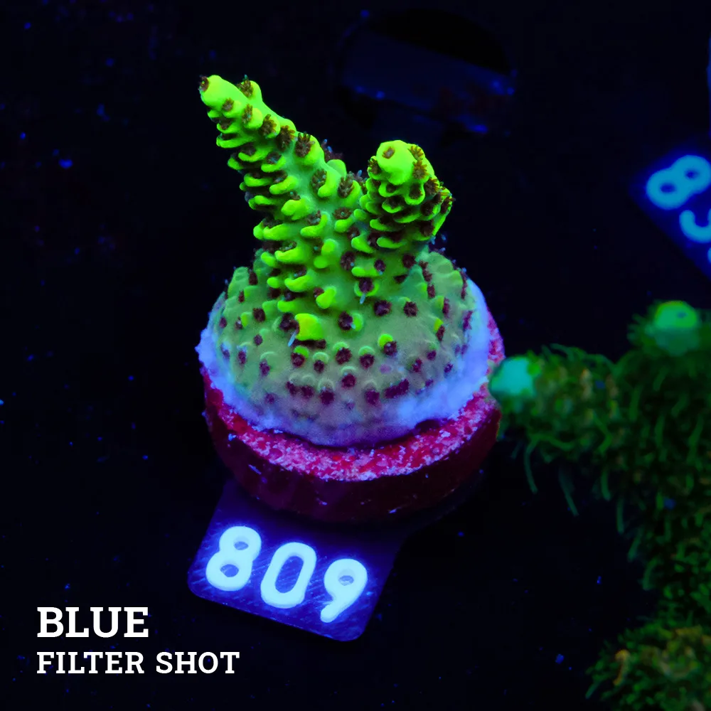 Acropora 'Wolverine'