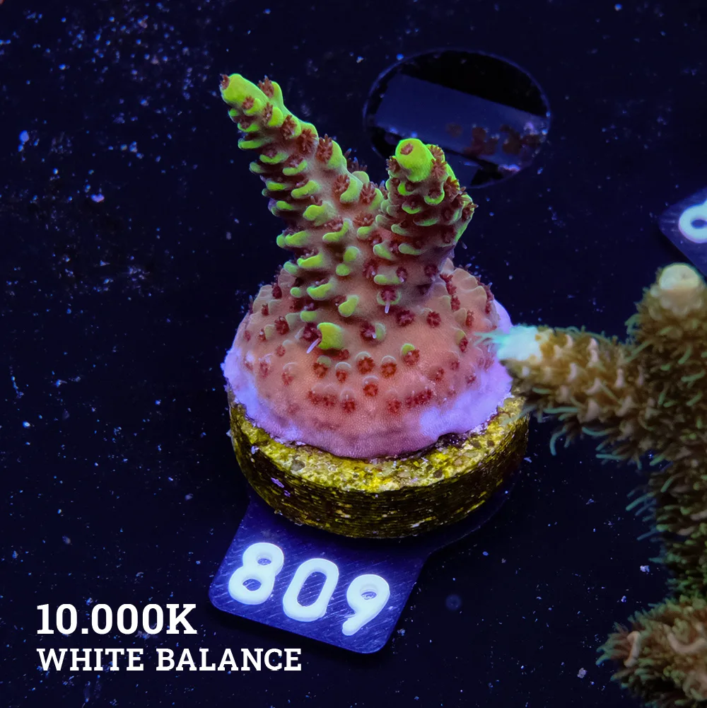 Acropora 'Wolverine'