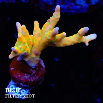 Anacropora 'Tropicana