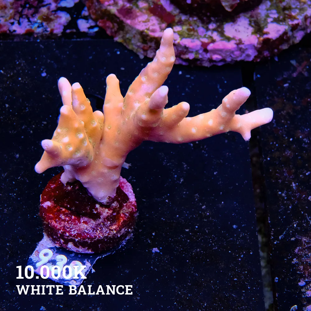 Anacropora 'Tropicana'