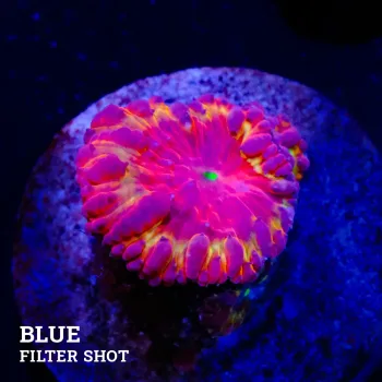 Blastomussa Vivida 'Yellow Rim'