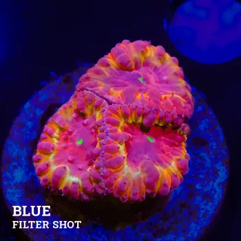 Blastomussa Vivida 'Yellow Rim'