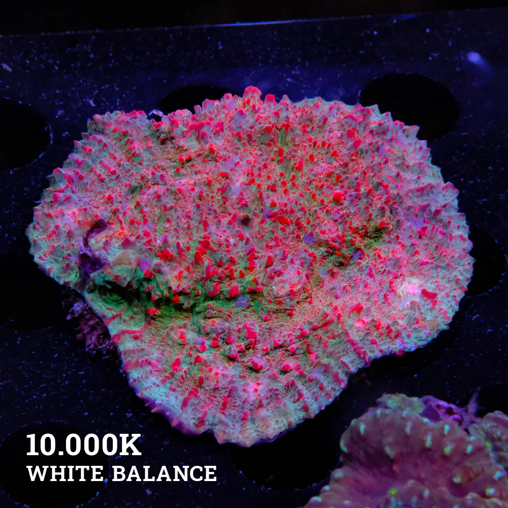 Chalice 'WWC Cherry Garcia' L