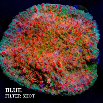 Chalice 'WWC Cherry Garcia' L