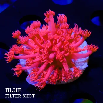 Goniopora 'Ultra Red'