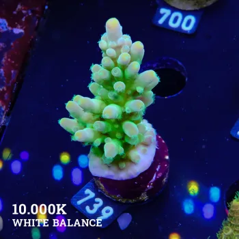 TK Austera Yellow Tips