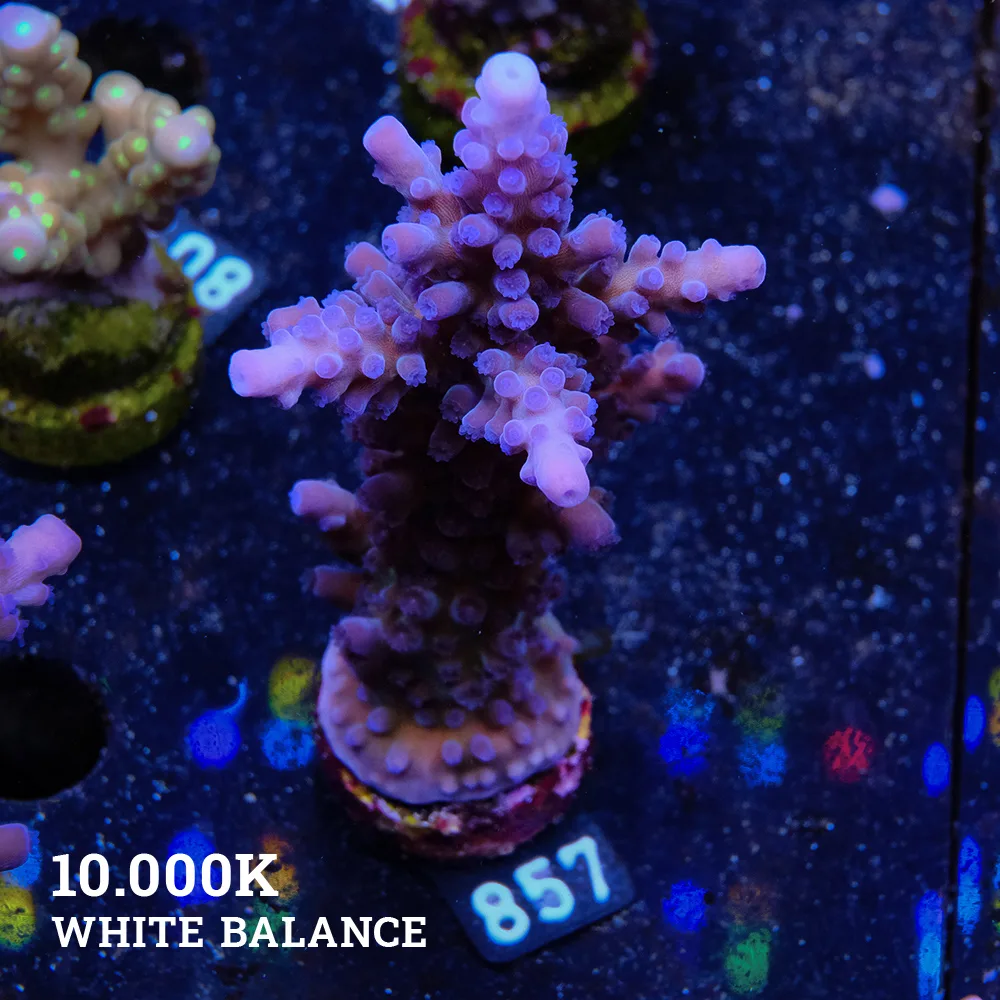 Agravio de TK Miyagi