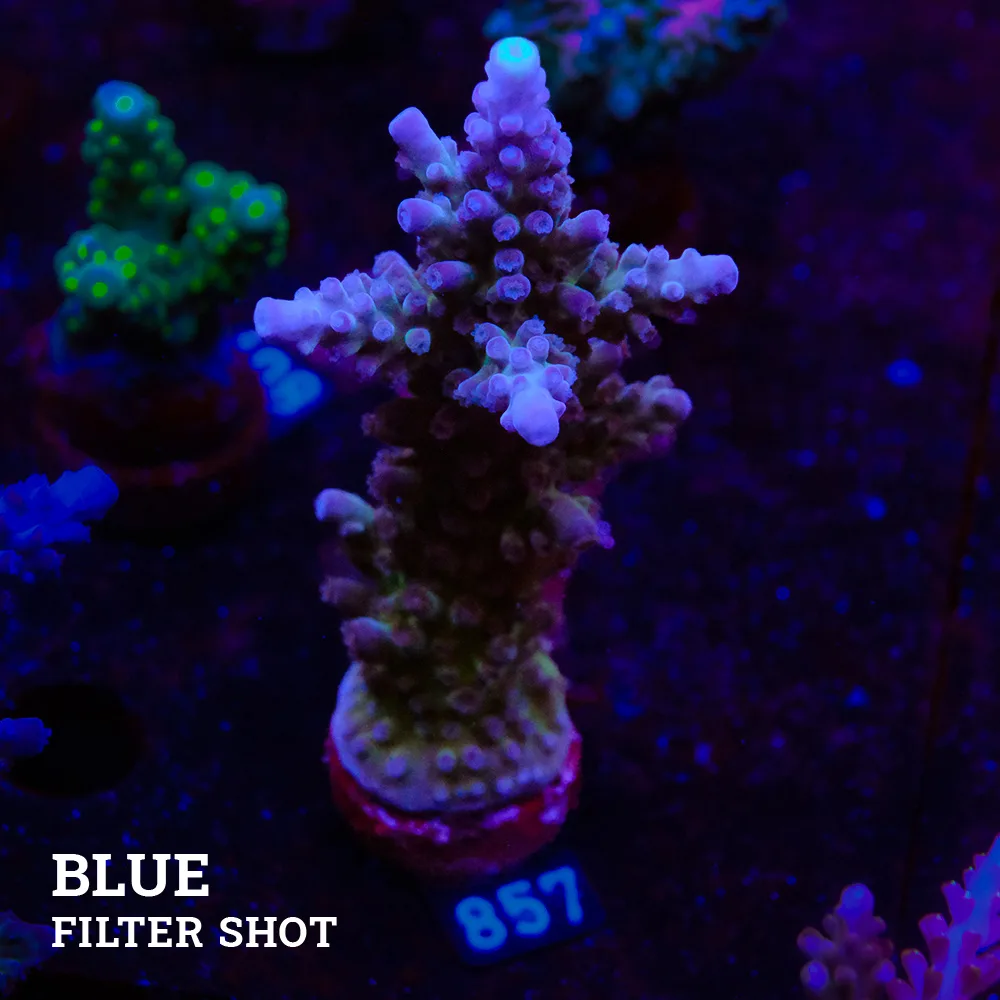 Agravio de TK Miyagi