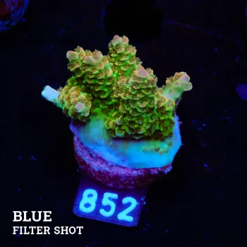 TK Pink Lady B-Grade