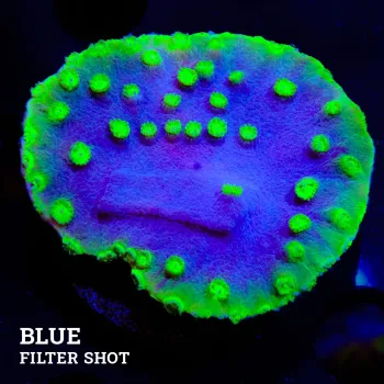 Turbinaria 'Dark Matter'