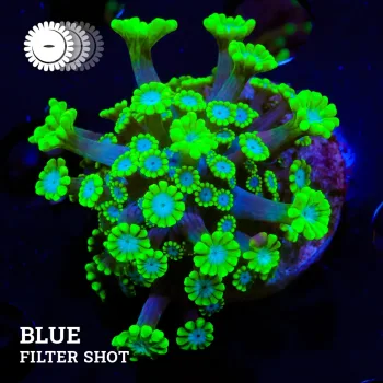 VDS - Albevpora 'Green Blossoms'