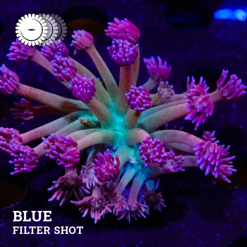 VDS - Goniopora 'Arco iris púrpura'