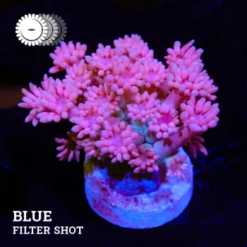 VDS - Goniopora 'Purple Tips'