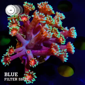 VDS - Goniopora 'Red & White'