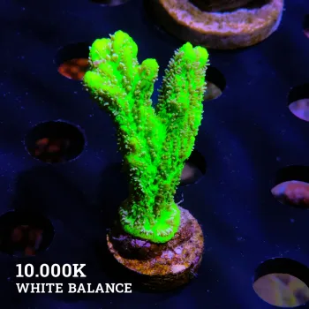 VDS - Hypnophora 'Neon Green'