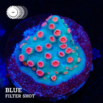 VDS - Cyphastrea 'Meteor Shower'