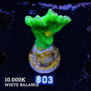 Pectinia 'Space Invader'