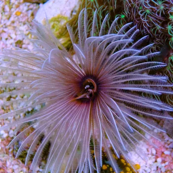 Bispira - Röhrenwurm