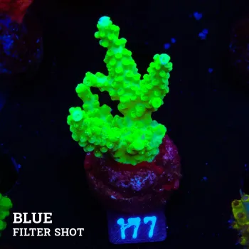 Acropora Chesterfieldensis