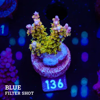 Acropora 'Confetti Ultra