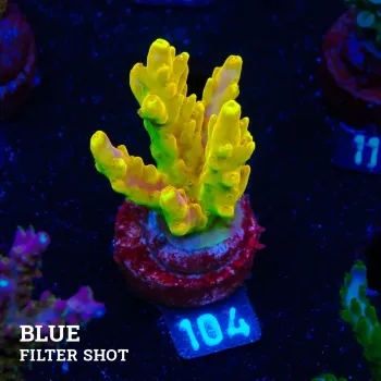 Acropora 'Gold Finger' (doigt d'or)'