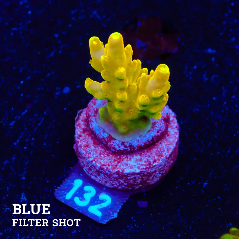 Acropora 'Gold Finger' (doigt d'or)'