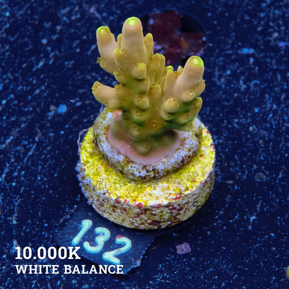 Acropora 'Gold Finger' (doigt d'or)'