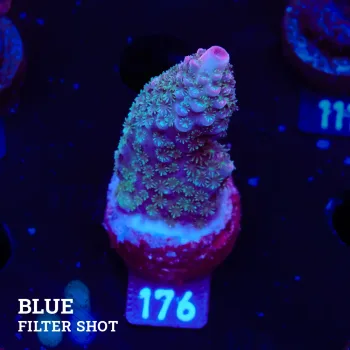 Acropora Humilis 'Roja'