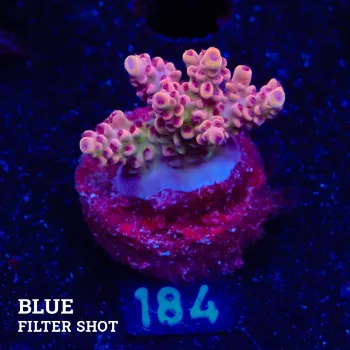 Acropora Hyacinthus