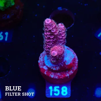 Acropora Millepora 'Pink Ultra'