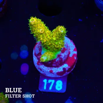 Acropora Millepora 'Yellow'