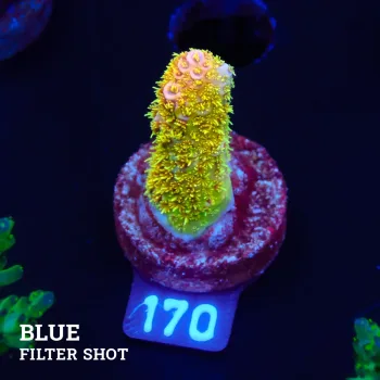 Acropora Millepora 'Yellow'