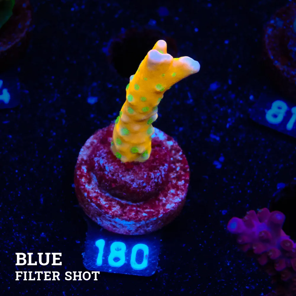 Anacropora 'Tropicana