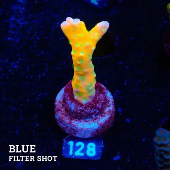 Anacropora 'Tropicana