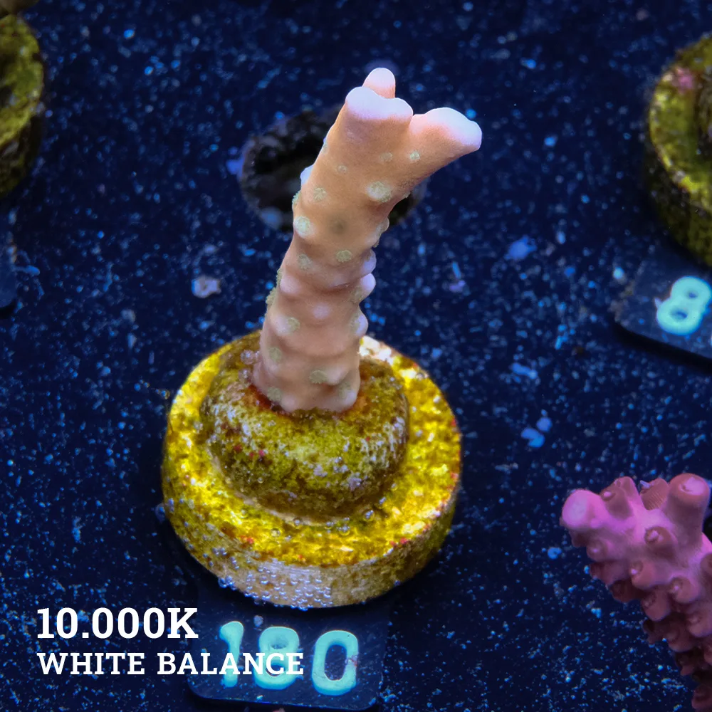 Anacropora 'Tropicana