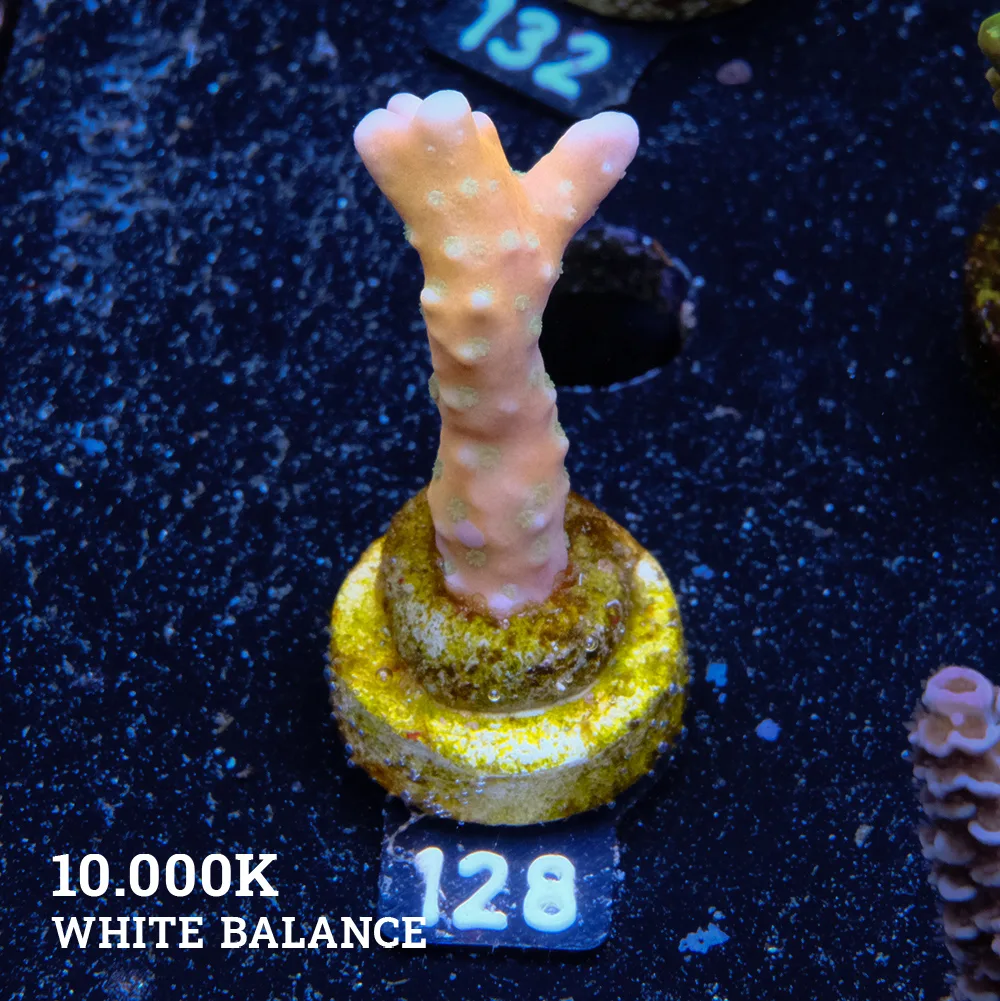 Anacropora 'Tropicana