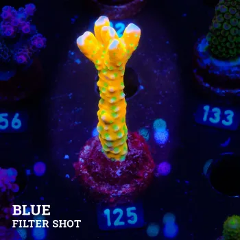 Anacropora 'Tropicana