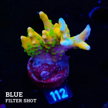 Anacropora 'Tropicana