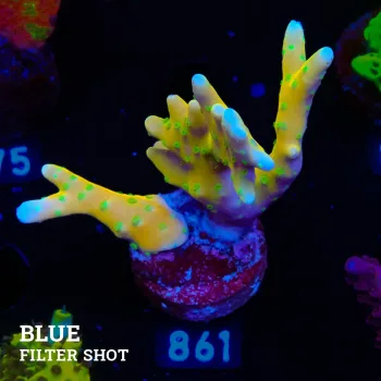 Anacropora 'Tropicana