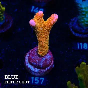 Montipora 'Gold Money'