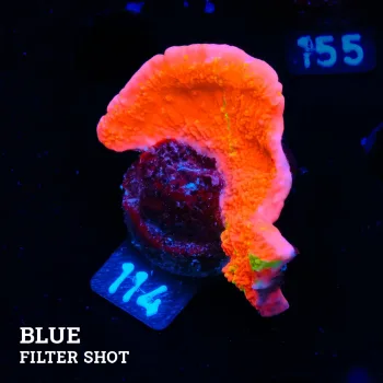 Montipora 'WWC Sunfire Graftet'