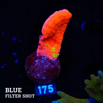 Montipora 'WWC Sunfire Graftet'